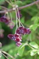 Akebia quinata 60- 100 cm