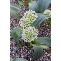 Allium karataviense 2L 15-  20