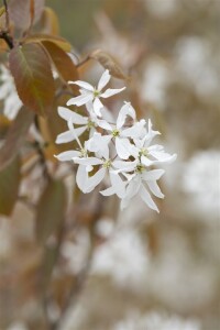 Amelanchier Ballerina 100- 125 cm