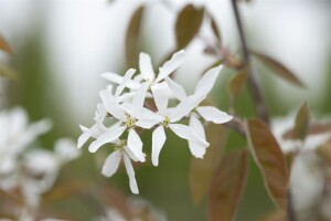 Amelanchier Ballerina 100- 125 cm