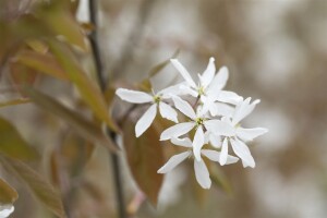 Amelanchier Ballerina 100- 125 cm