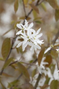 Amelanchier Ballerina 100- 125 cm