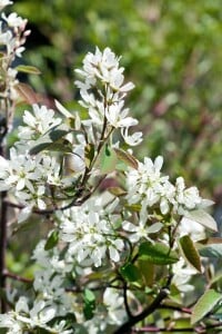 Amelanchier Ballerina 100- 125 cm