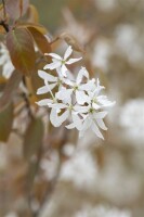 Amelanchier Ballerina 100- 125 cm