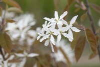 Amelanchier Ballerina 100- 125 cm