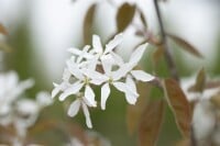 Amelanchier Ballerina 100- 125 cm