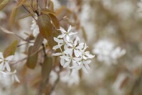 Amelanchier Ballerina 100- 125 cm