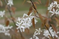 Amelanchier Ballerina 100- 125 cm