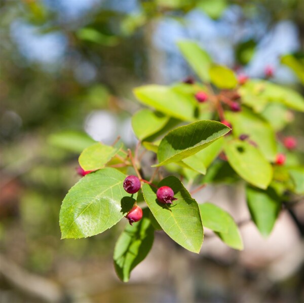 Amelanchier Prince William 7,5 L 100- 125