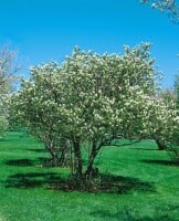 Amelanchier Prince William 7,5 L 100- 125