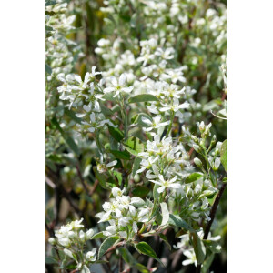 Amelanchier alnifolia Greatberry® Farm 5 L 50-  60
