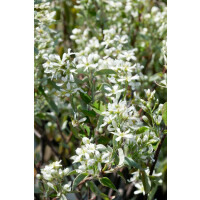Amelanchier alnifolia Greatberry® Farm 5 L 50-  60