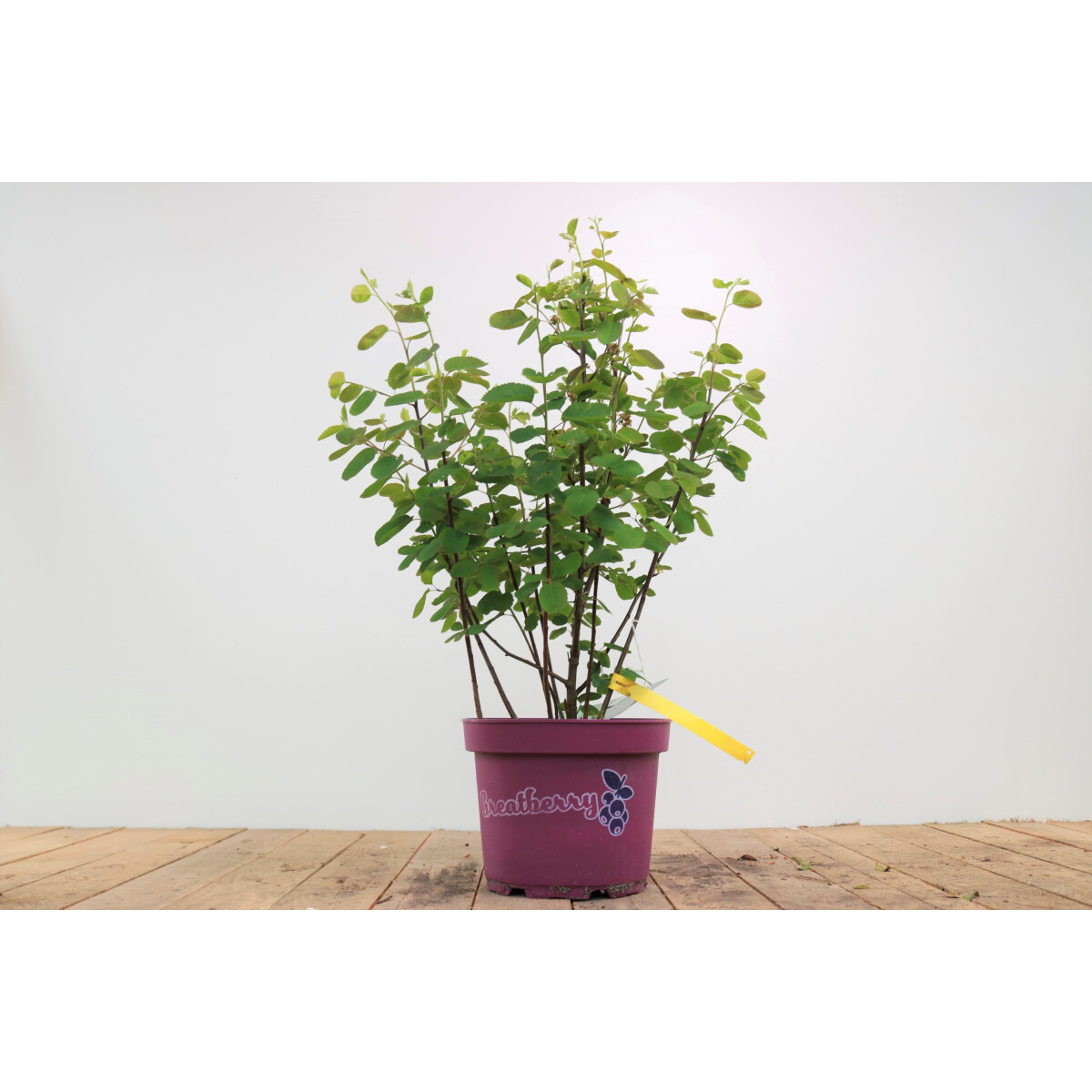 Amelanchier alnifolia Greatberry® Fruty 5 L 50-  60
