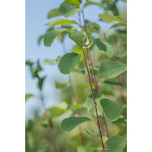 Amelanchier alnifolia Greatberry® Fruty 5 L 50-  60