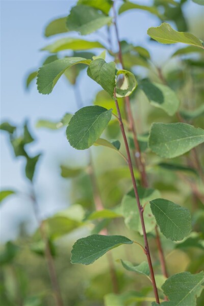 Amelanchier alnifolia Obelisk  -R- 80- 100 cm