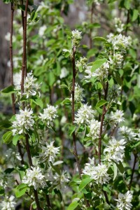 Amelanchier alnifolia Obelisk  -R- 80- 100 cm