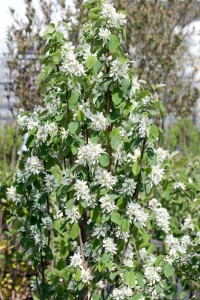 Amelanchier alnifolia Obelisk  -R- 80- 100 cm