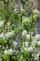 Amelanchier alnifolia Obelisk  -R- 80- 100 cm