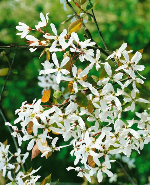 Amelanchier alnifolia Robin Hill 5 L 60- 100