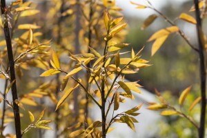 Amelanchier alnifolia Robin Hill 5 L 60- 100