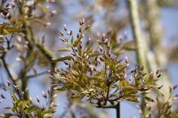 Amelanchier alnifolia Robin Hill 5 L 60- 100