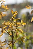 Amelanchier alnifolia Robin Hill 5 L 60- 100