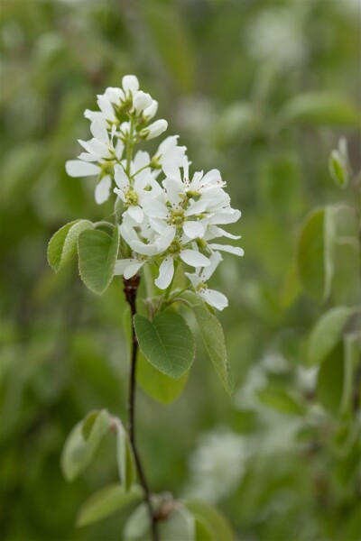 Amelanchier alnifolia Smoky C 60-100