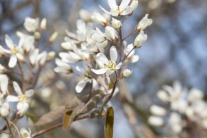 Amelanchier lamarckii C 125-150