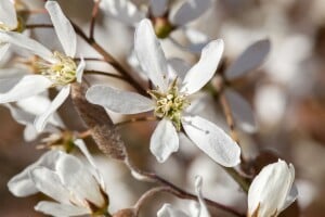 Amelanchier lamarckii C 125-150