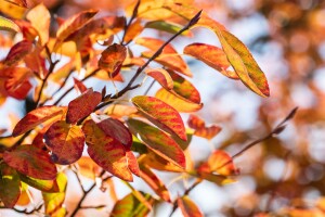 Amelanchier lamarckii C 125-150