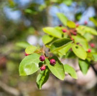 Amelanchier lamarckii C 125-150