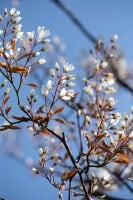 Amelanchier lamarckii C 125-150