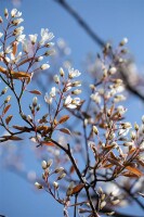 Amelanchier lamarckii 60- 100 cm