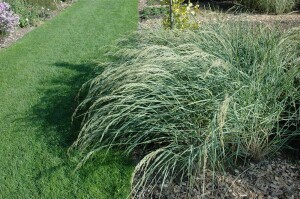 Ammophila breviligulata 60- 80 cm