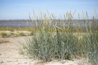 Ammophila breviligulata 60- 80 cm