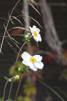 Anemone hupehensis Honorine Jobert 60- 80 cm