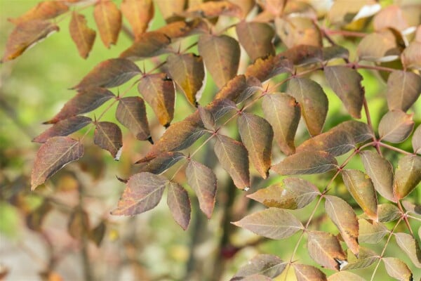 Aralia elata 125- 150 cm