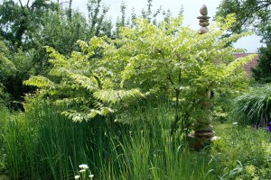 Aralia elata 125- 150 cm