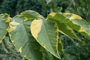 Aralia elata 125- 150 cm