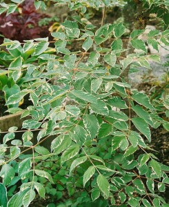 Aralia elata 125- 150 cm