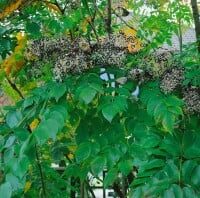 Aralia elata 125- 150 cm