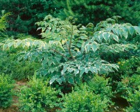 Aralia elata 125- 150 cm