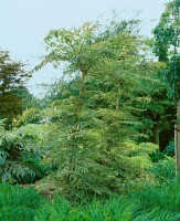 Aralia elata 125- 150 cm