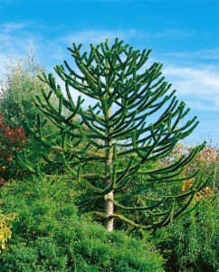 Araucaria araucana 125- 150 cm