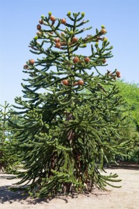 Araucaria araucana 125- 150 cm