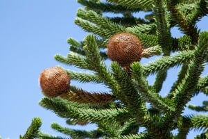 Araucaria araucana 125- 150 cm