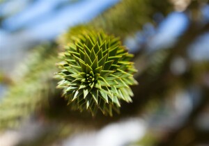 Araucaria araucana 125- 150 cm