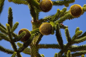 Araucaria araucana 125- 150 cm