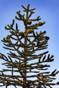 Araucaria araucana 125- 150 cm