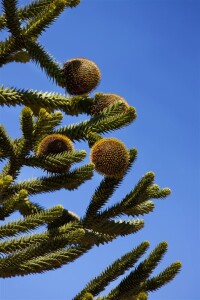 Araucaria araucana 125- 150 cm